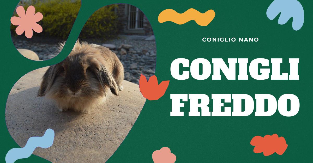 Scopri i segni di stress da freddo nei conigli nani e come gestirli. Trova consigli su come prevenire graffi e morsi e come ridurre lo stress del tuo coniglio durante i mesi invernali. Informazioni utili per garantire il benessere del tuo coniglio nano in ambienti freddi.