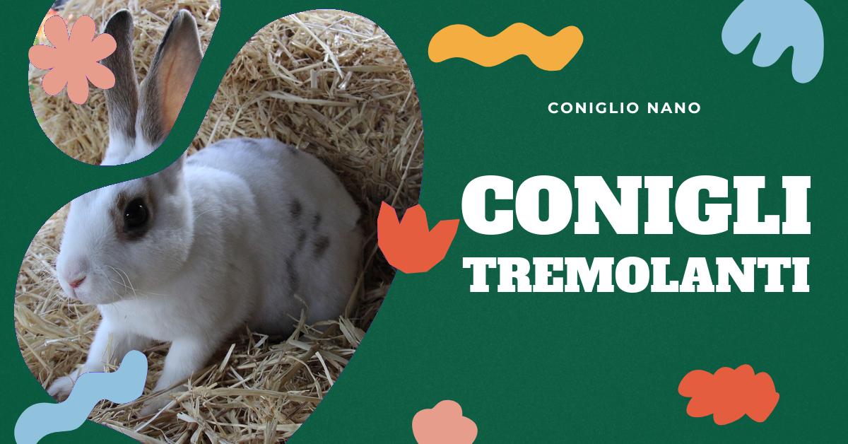 Scopri perché il tuo coniglio nano trema: impara a interpretare questo comportamento, capisci le possibili cause e cosa fare. Informazioni utili per tutti gli amanti dei conigli nani e per chi cerca di capire meglio il loro piccolo amico peloso.