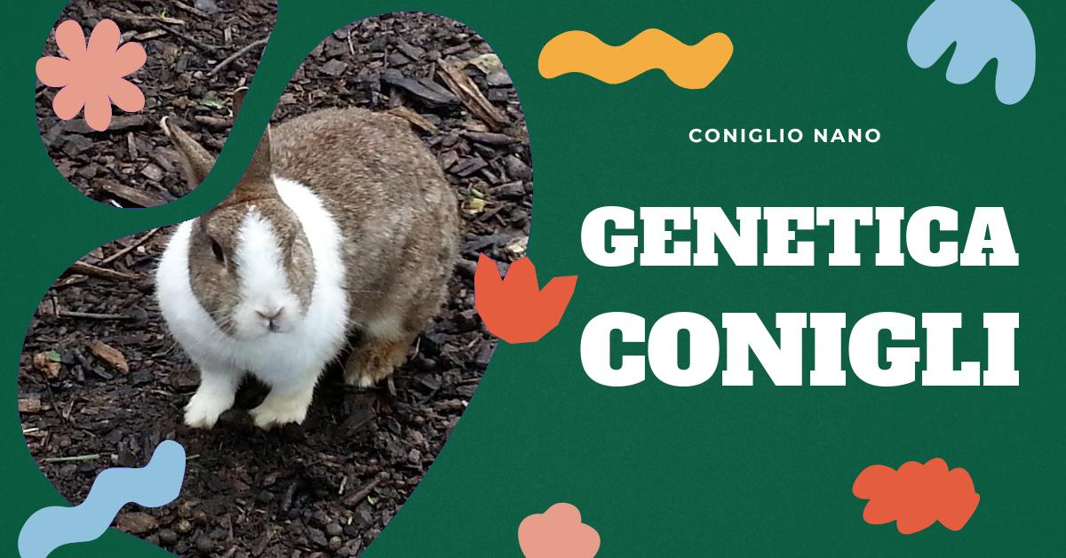 Scopri gli ultimi sviluppi rivoluzionari nella genetica dei conigli. Approfondisci la tecnica CRISPR, il ruolo della Cina nel gene editing e le controversie etiche legate alla sperimentazione genetica. Ottieni informazioni aggiornate e dettagliate per la tua passione o ricerca sui conigli domestici.