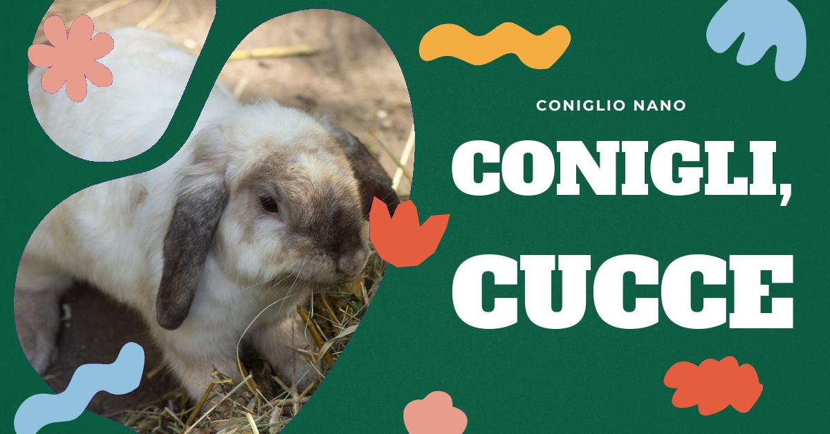 Scopri come scegliere la cuccia ideale per il tuo coniglio. Trova informazioni su materiali, dimensioni e posizionamento della cuccia, oltre a consigli utili per la sua manutenzione e pulizia. Tutto ciò che devi sapere per garantire al tuo amico peloso un alloggio confortevole e sicuro.