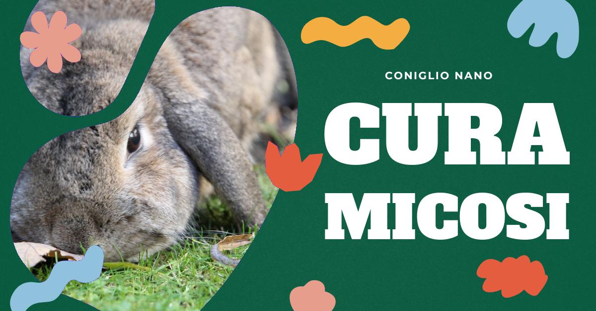 Scopri come identificare, prevenire e curare la micosi nei conigli. Informazioni dettagliate su localizzazioni comuni delle lesioni, diagnosi, terapia e contagio tra animali domestici. Consigli per un trattamento tempestivo ed efficace della dermatofitosi nei conigli.
