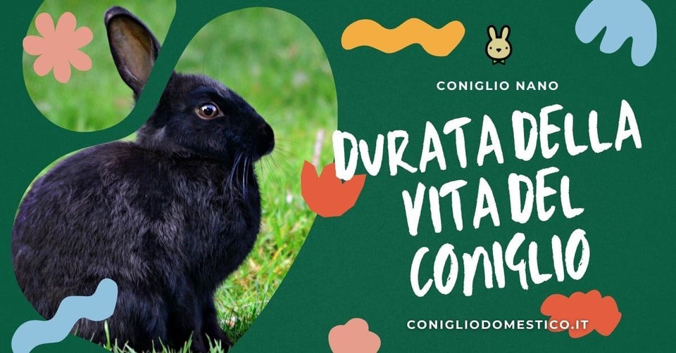 durata-della-vita-del-coniglio