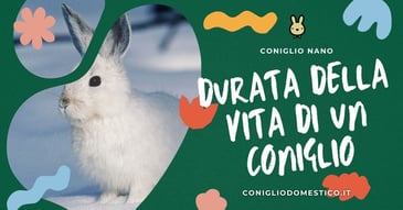 durata-della-vita-di-un-coniglio