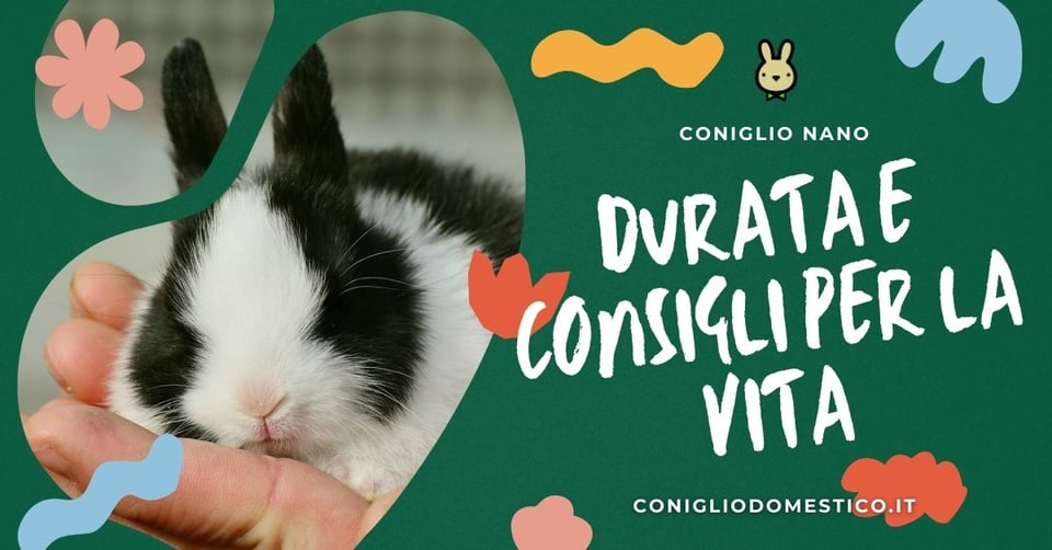quanto-vive-un-coniglio-da-casa