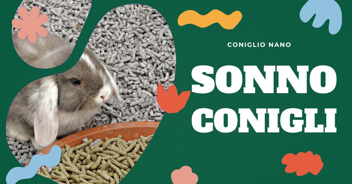 Scopri tutto sul comportamento del sonno dei conigli: se dormono con gli occhi aperti, quanto dormono, le loro posizioni preferite e come riconoscere i segnali del sonno. Informazioni utili per i proprietari di conigli e per chi desidera saperne di più.