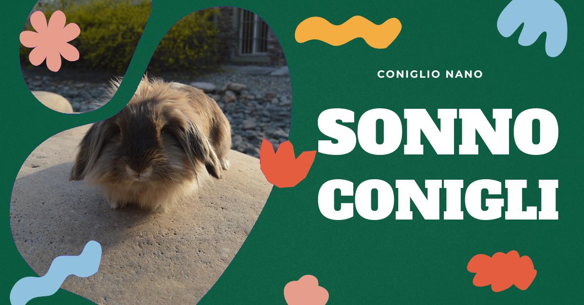 Scopri tutto sulle abitudini di sonno dei conigli domestici: quanto dormono, le posizioni preferite, come creare un ambiente sicuro per il loro riposo e come riconoscere i segnali del sonno. Informazioni utili per i proprietari di conigli e per chi desidera adottarne uno.