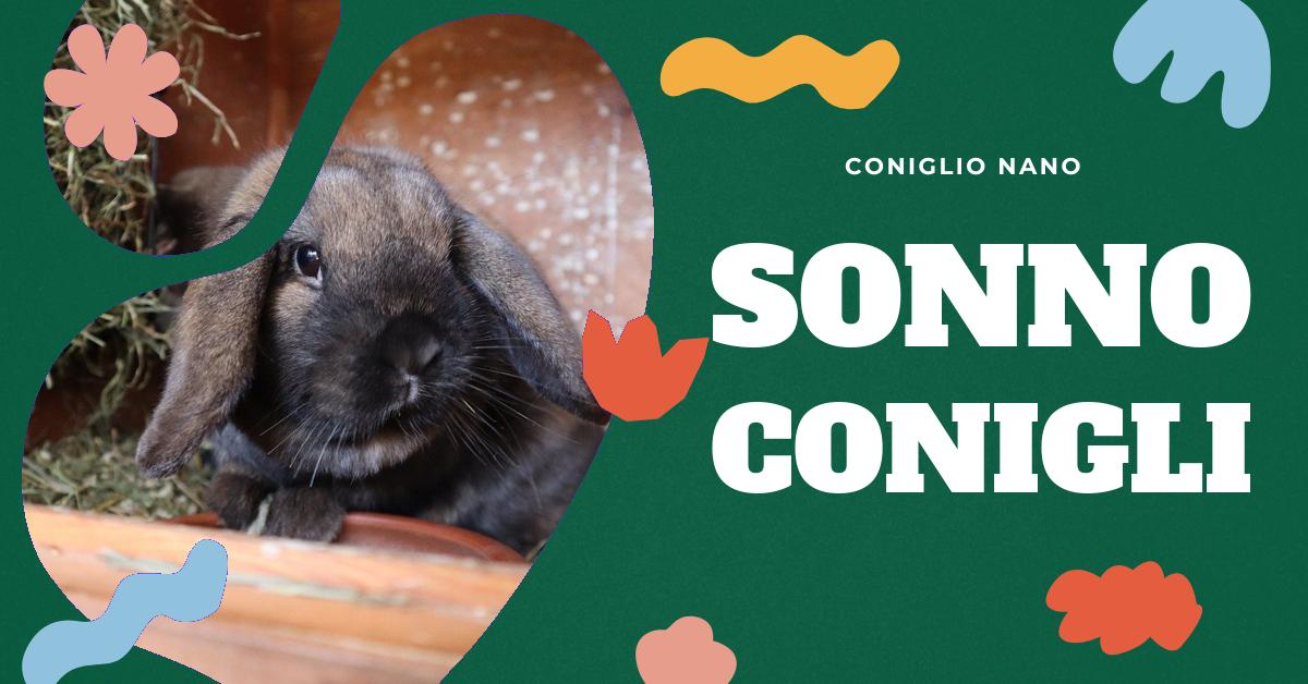 Scopri tutto sul coniglio che dorme: abitudini di sonno, posizioni preferite, consigli per un ambiente di sonno ideale e come capire se il tuo coniglio sta davvero dormendo. Informazioni utili per gli amanti dei conigli domestici.