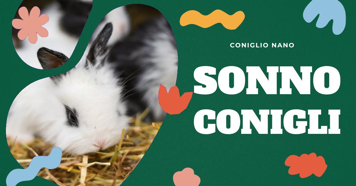 Scopri tutto sulle abitudini di sonno dei conigli: come farli dormire, quanto dormono, le loro posizioni preferite e come capire se stanno davvero dormendo. Informazioni utili per garantire il benessere del tuo coniglio domestico.