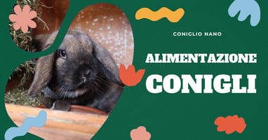 fieno-per-conigli-nani