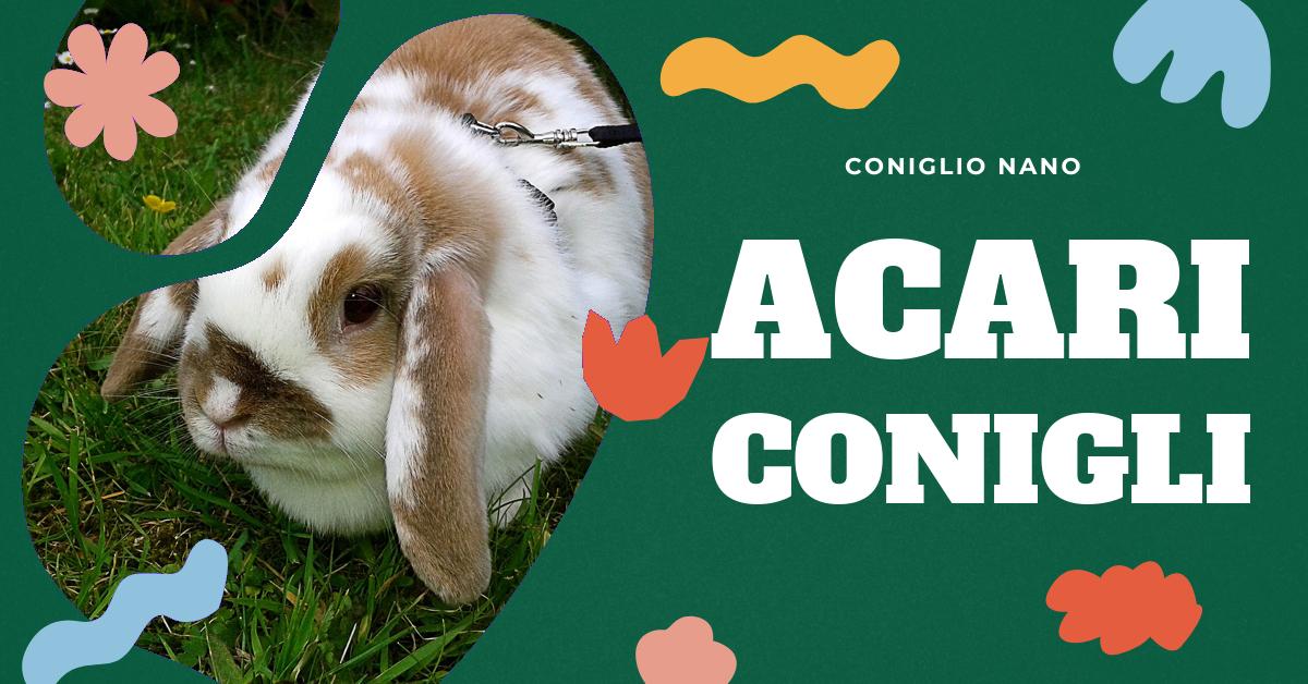 Scopri come identificare e trattare gli acari nei conigli. Trova informazioni dettagliate sui sintomi, le cause dell
