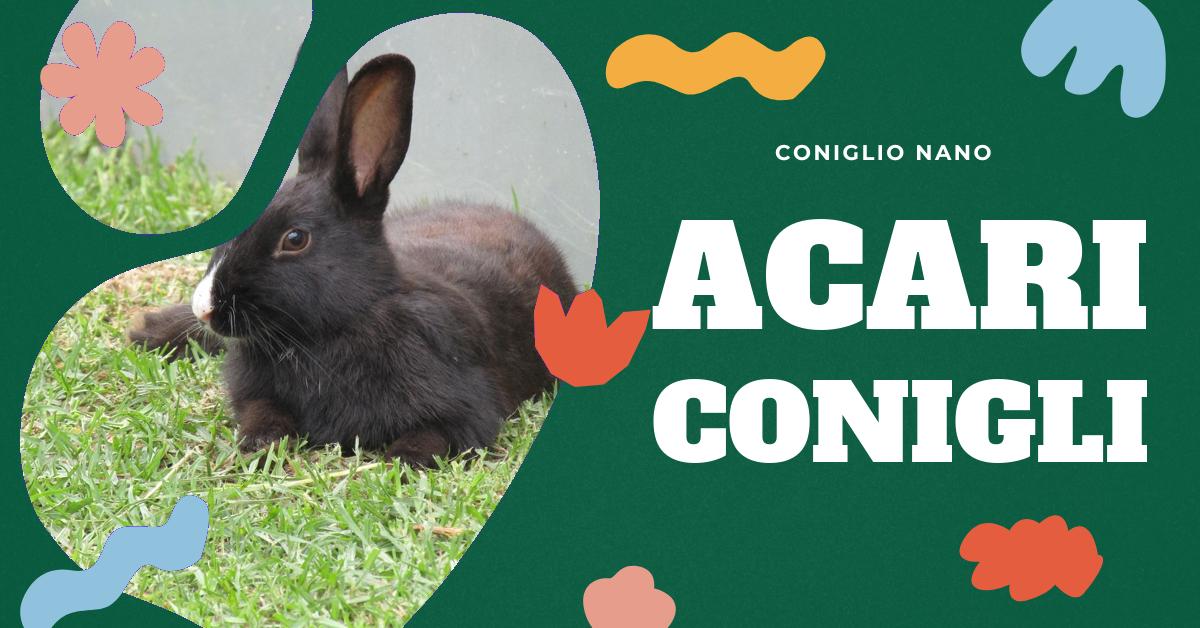Scopri come capire se il tuo coniglio ha gli acari. Trova informazioni dettagliate sui sintomi, la diagnosi, i trattamenti e come prevenire future infestazioni. Ottieni consigli utili per mantenere il tuo amato coniglio domestico in salute.