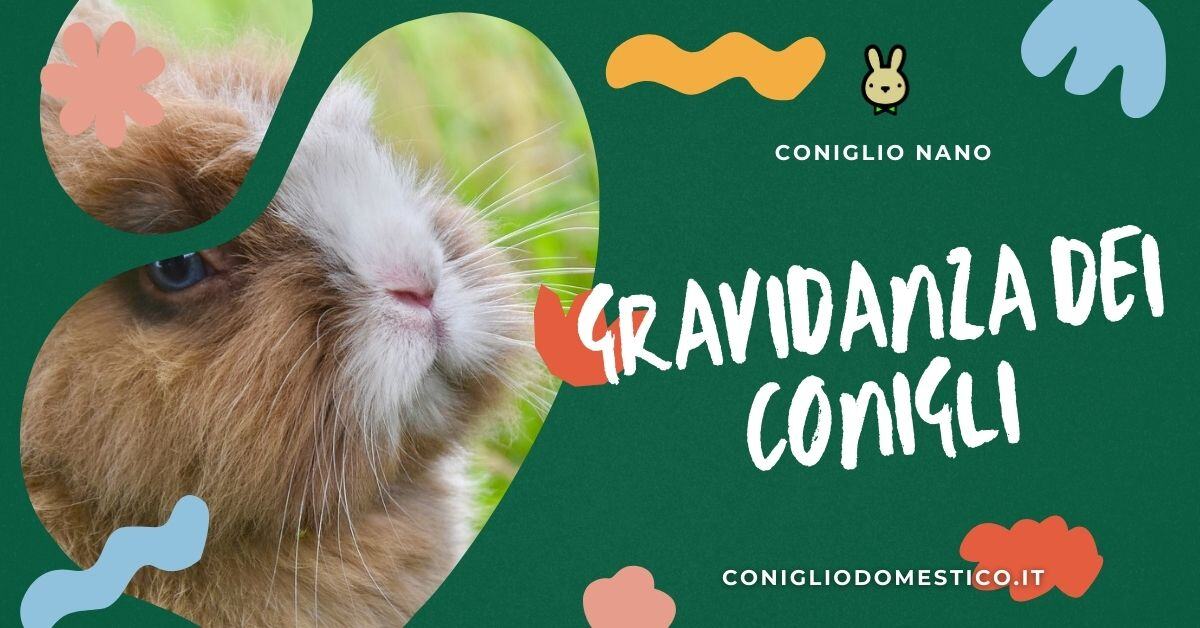 Tutto quello che devi sapere sulla durata della gravidanza nei conigli