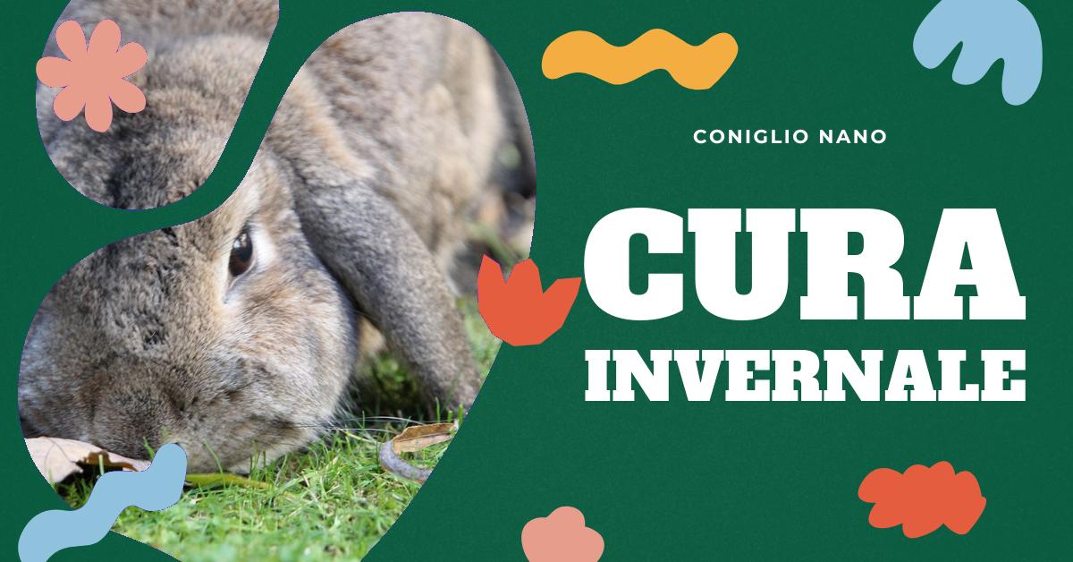 Scopri come prenderti cura del tuo coniglio nano durante l