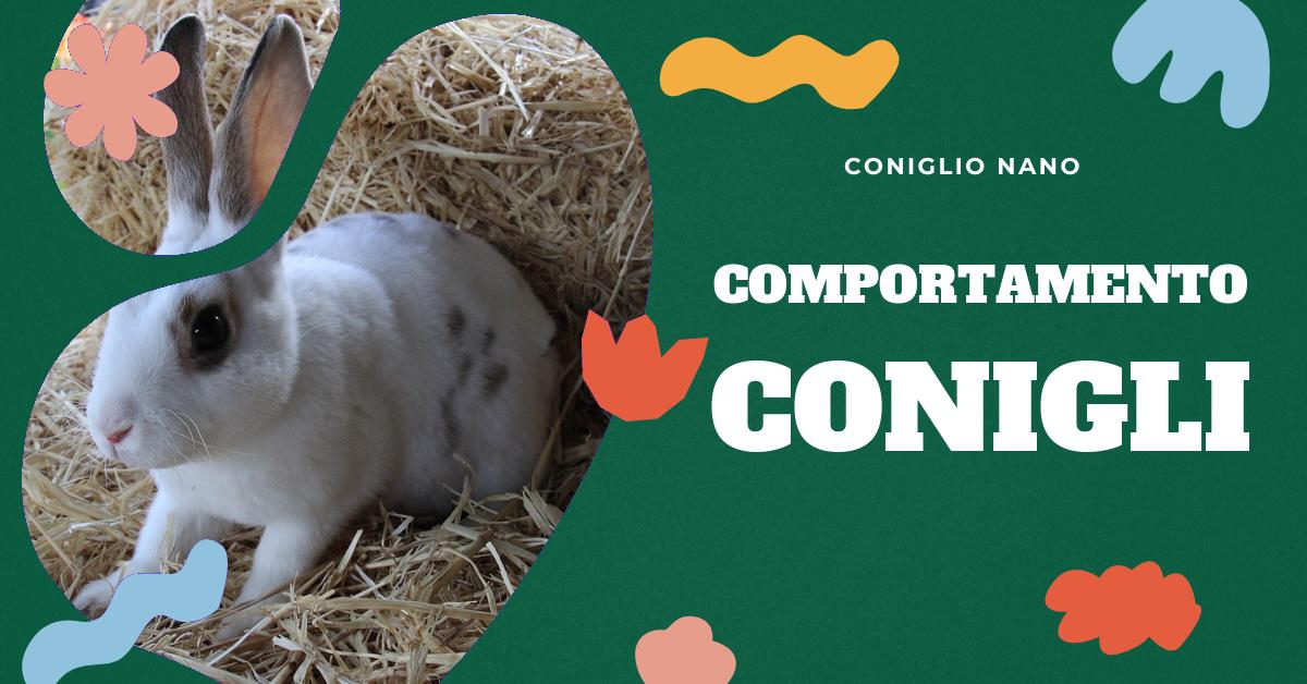 Scopri come riconoscere i segnali di un coniglio arrabbiato. Approfondisci i comportamenti come lo strusciare del mento, il muovere del naso, i saltelli rapidi, la posizione dell