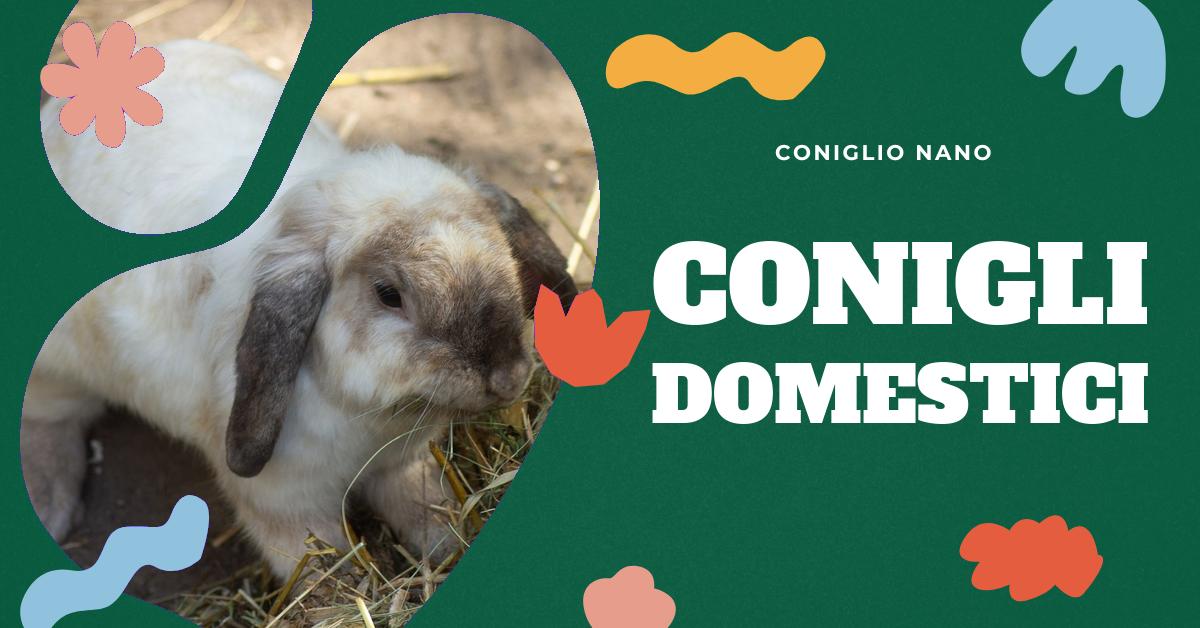 Scopri tutto sul coniglio da compagnia, un animale domestico affettuoso che porta allegria e amore. Approfondisci il suo temperamento dolce, la sua facile cura e manutenzione, la sua intelligenza e addestrabilità, e i benefici per la salute che può portare. Ideale per chi ama i conigli domestici o cerca informazioni su di essi.