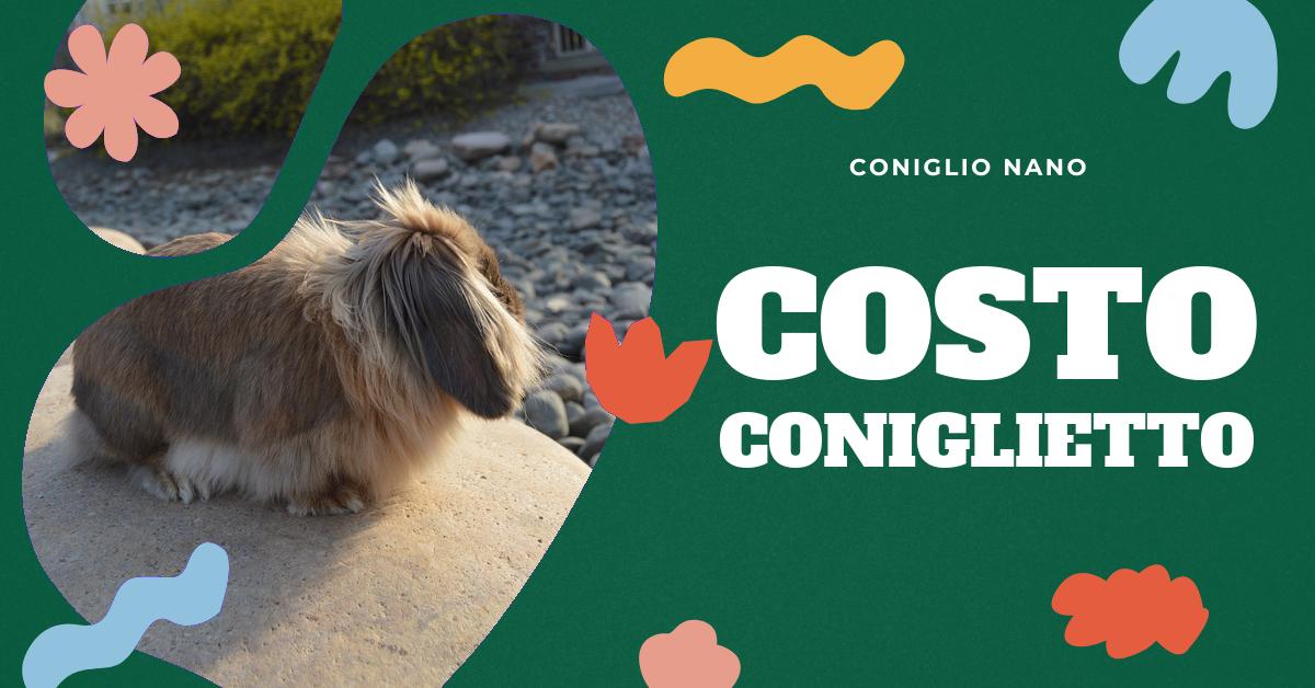 Scopri quanto costa un coniglio nano e impara tutto ciò che c