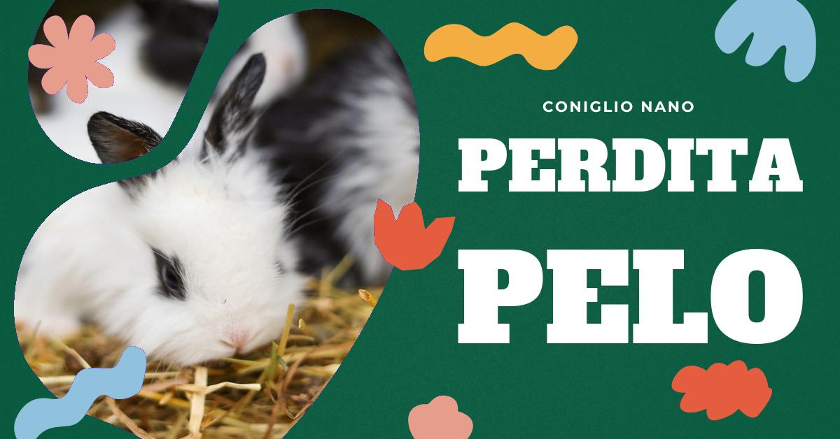 Scopri le possibili cause della perdita di pelo nel coniglio, come riconoscere i sintomi di malattia o stress e come prevenire e trattare questo problema. Trova informazioni utili su come la carenza di vitamine e minerali può influire sulla salute del pelo del tuo coniglio.