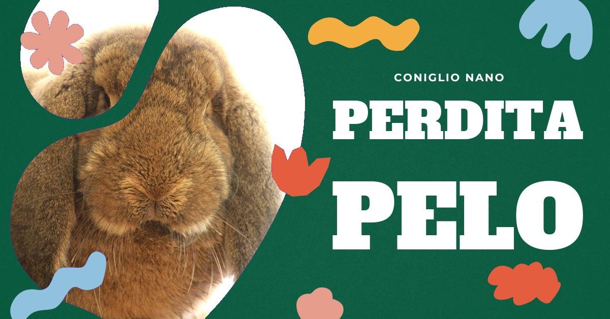 Scopri le possibili cause della perdita di pelo nei conigli e i rimedi efficaci per gestirla. Trova consigli su come prevenire la caduta del pelo e suggerimenti sui prodotti per la cura del coniglio. Informazioni utili per chi ama i conigli domestici e vuole garantire loro il massimo benessere.