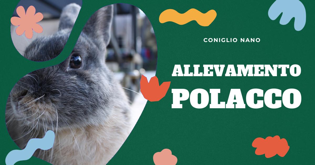 Scopri tutto sul coniglio polacco: dalle sue origini alle caratteristiche uniche, passando per l