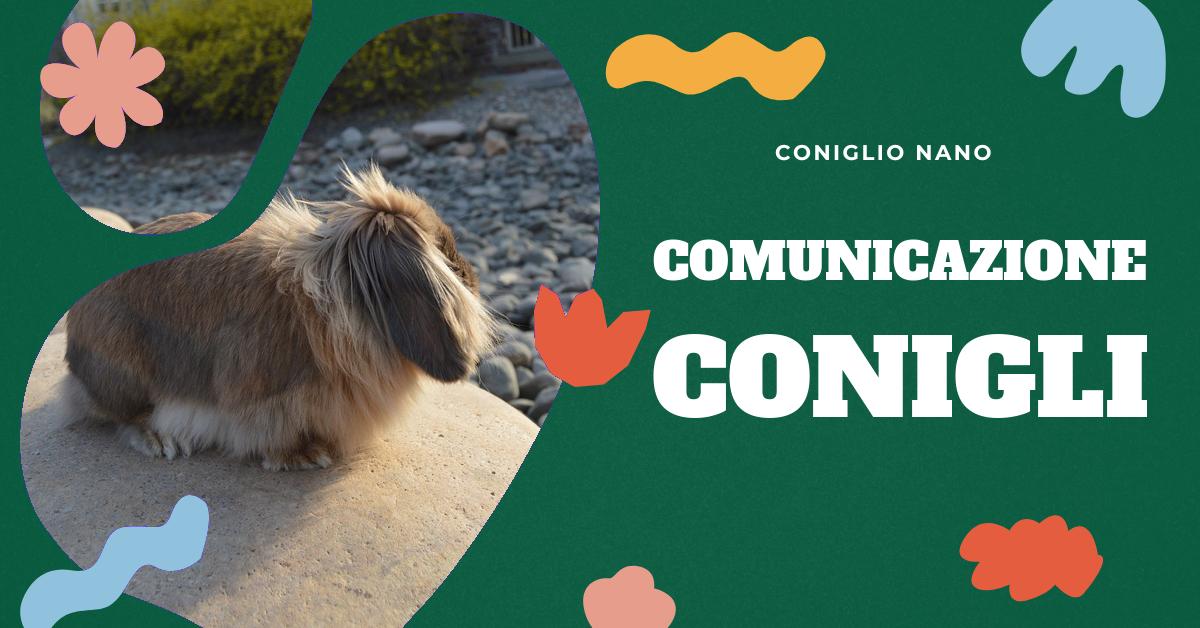 Scopri come capire il linguaggio dei conigli attraverso la nostra dettagliata analisi dei loro gesti e suoni. Impara a interpretare i segnali di felicità o stress del tuo coniglio domestico per migliorare la vostra relazione e garantire il suo benessere.