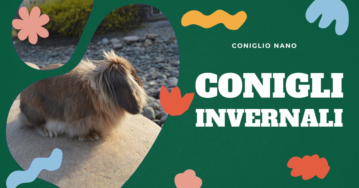 Scopri come il freddo influisce sui conigli e come proteggerli durante i mesi invernali. Trova informazioni su quando è troppo freddo per i conigli, come mantenerli al caldo e cosa fare per aiutarli durante l
