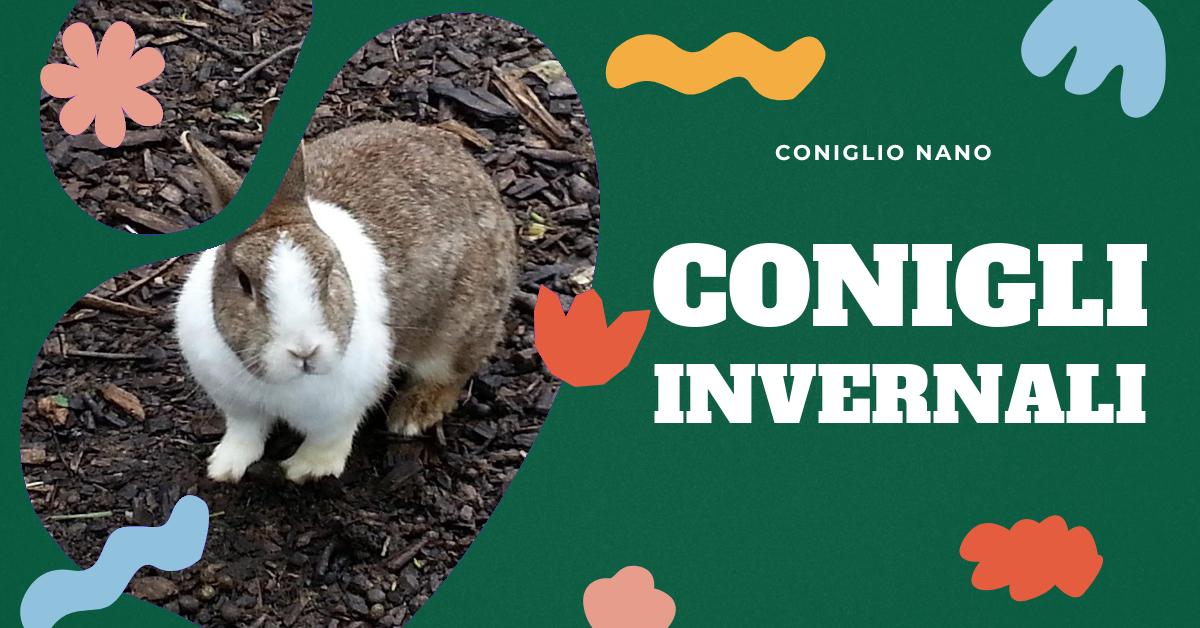 Scopri come il freddo influisce sulla salute dei conigli e come proteggerli durante i mesi invernali. Trova consigli su come creare un ambiente adeguato per i tuoi conigli, sia in casa che all