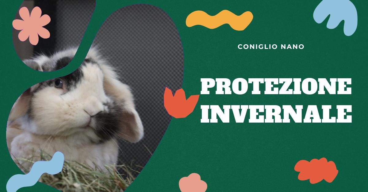 Scopri come proteggere il tuo coniglio nano dal freddo invernale. Trova consigli su come mantenere il tuo coniglio al caldo, capire quando il freddo è troppo per lui e come assicurarti che abbia cibo e acqua adeguati. Informazioni utili per gli amanti dei conigli domestici.