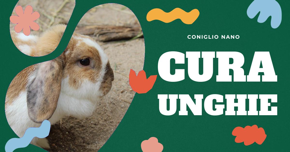 Scopri come tagliare e curare le unghie del tuo coniglio domestico in modo sicuro. Trova consigli utili su come gestire il tuo coniglio durante il taglio delle unghie e quando è il momento di chiedere l