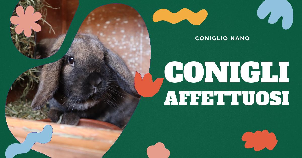 Scopri se i conigli domestici sono affettuosi, come guadagnare la loro fiducia e se sono adatti ai bambini. Approfondisci la personalità dei conigli e sfata i miti sul loro comportamento. Ideale per chi ama i conigli o sta pensando di adottarne uno.
