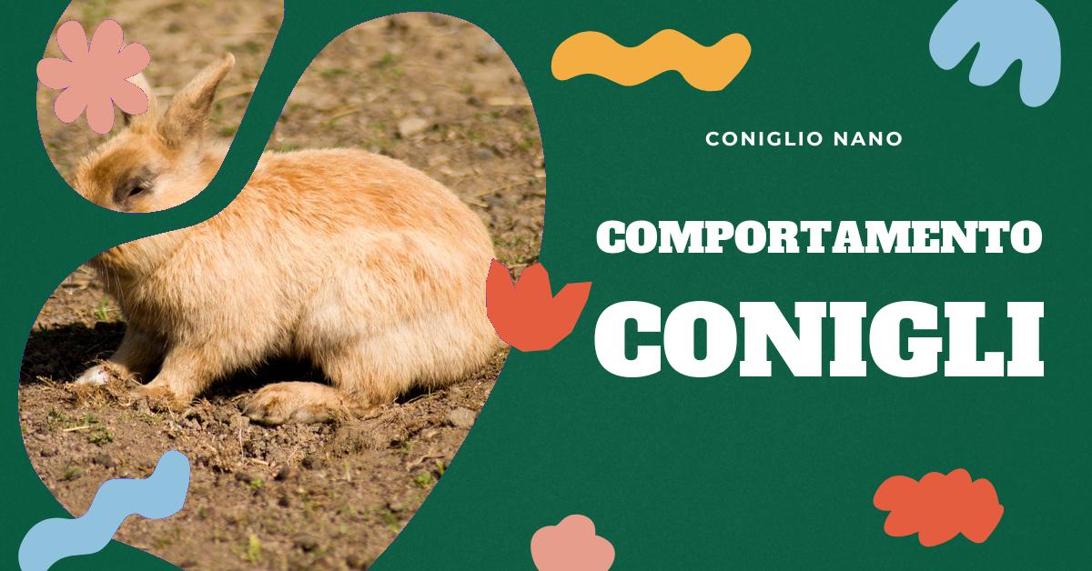 Scopri come capire se il tuo coniglio si fida di te. Trova informazioni su come i conigli mostrano affetto, i segnali che indicano che si stanno abituando a te e i comportamenti che dimostrano il loro affetto. Impara cosa significa quando un coniglio fa le fusa o fa un balzo. Ottieni consigli per costruire una relazione di fiducia con il tuo coniglio domestico.