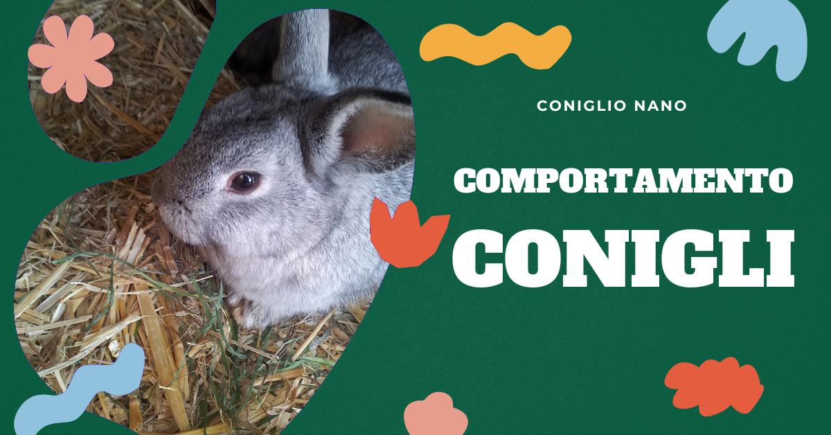 Scopri perché i conigli si azzuffano e come gestire questo comportamento. Trova consigli su come scegliere il sesso dell