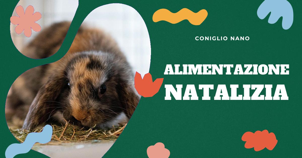 Scopri quali cibi natalizi sono sicuri per il tuo coniglio nano. Approfondisci l