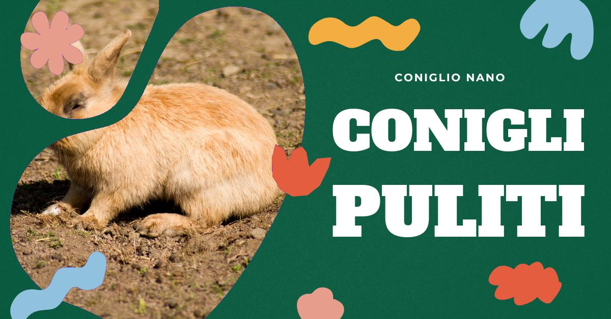 Kit Toelettatura 12 Pezzi Allazone Per Conigli E Cani – Spazzole, Pettini, Tagliaunghie E Spazzolini!