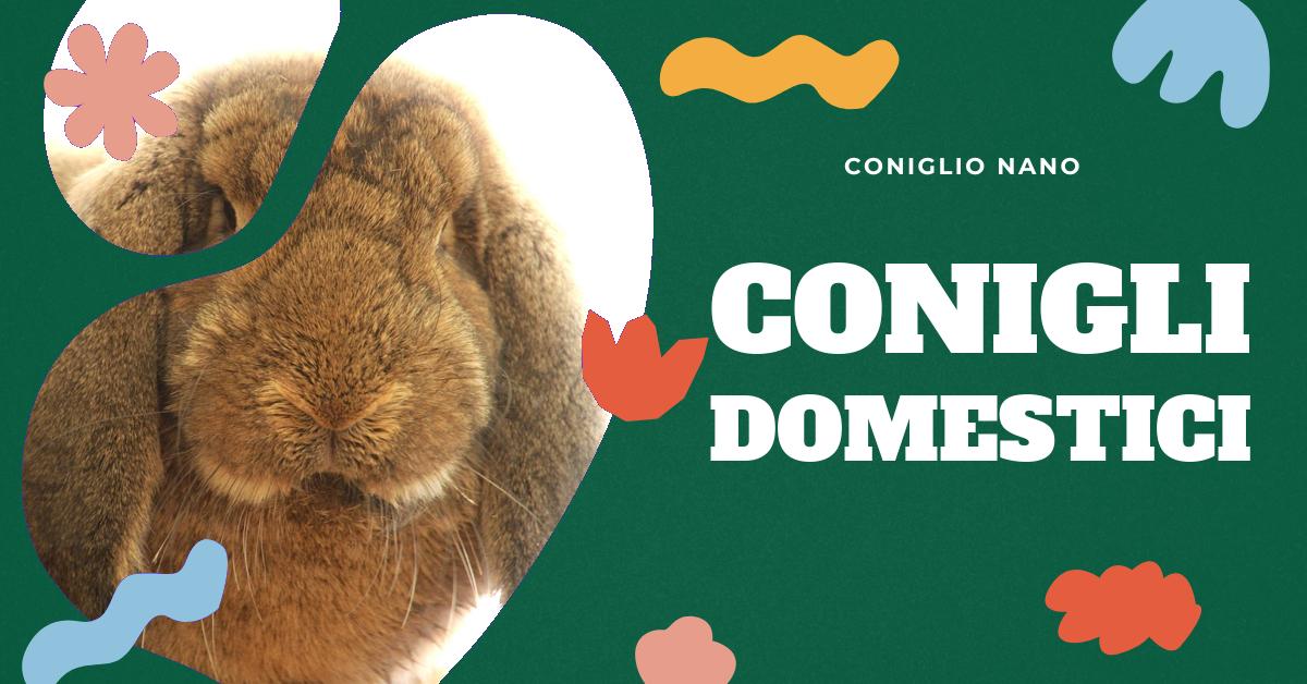Scopri quale coniglio è il migliore per i bambini. Esplora le diverse razze di conigli, le loro caratteristiche, problemi di salute e come scegliere il coniglio più adatto per la tua famiglia. Ottieni informazioni dettagliate su taglia, caratteristiche genetiche e molto altro.