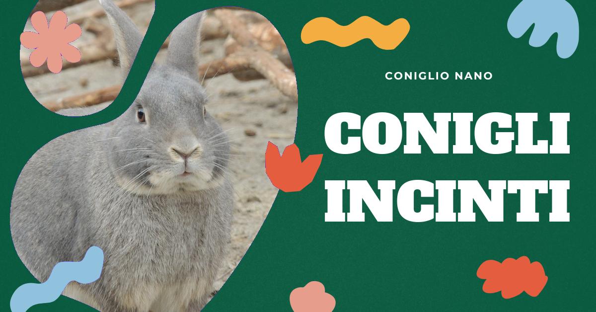 Scopri tutto sulla gravidanza del coniglio: dall