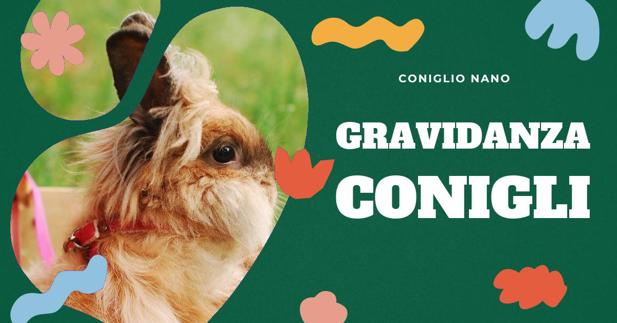 Scopri tutto sulla gravidanza dei conigli: dalla durata della gestazione, alla preparazione del nido, fino al parto. Informazioni utili per chi possiede conigli domestici o è semplicemente curioso di saperne di più sulla riproduzione di questi adorabili animali.