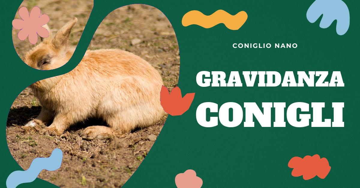 Scopri come riconoscere se il tuo coniglio è incinta, i sintomi, la durata della gravidanza e come prendersi cura di lei. Approfondisci l