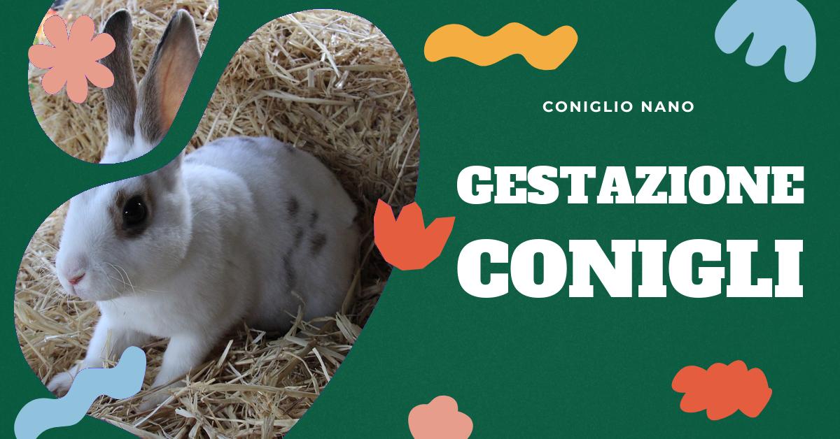 Scopri tutto sulla gestazione del coniglio: dall