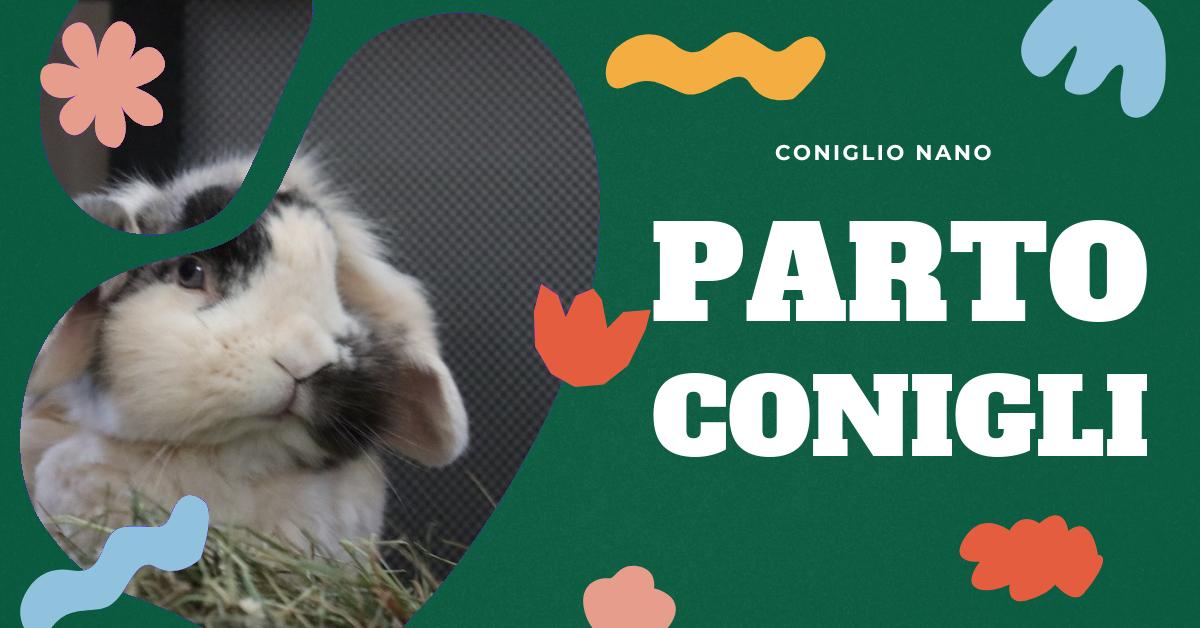 Scopri tutto sul comportamento dei conigli prima del parto. Approfondisci come si accoppiano, il periodo di gestazione, la preparazione del nido e cosa fare dopo il parto. Informazioni utili per chi ama i conigli domestici e vuole prendersi cura di loro nel miglior modo possibile.