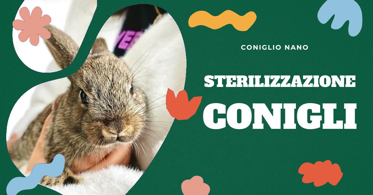 Scopri tutto sulla sterilizzazione del coniglio: dai benefici per la salute e il comportamento, ai rischi per le conigliette non sterilizzate. Approfondisci le procedure per maschi e femmine e come preparare il tuo amico peloso per l