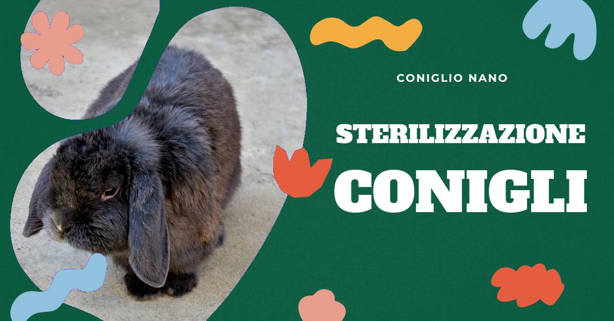 Scopri come cambia il comportamento e la salute del tuo coniglio dopo la sterilizzazione. Approfondisci i benefici di questa pratica e le differenze tra conigli maschi e femmine. Informazioni dettagliate per gli amanti dei conigli domestici.