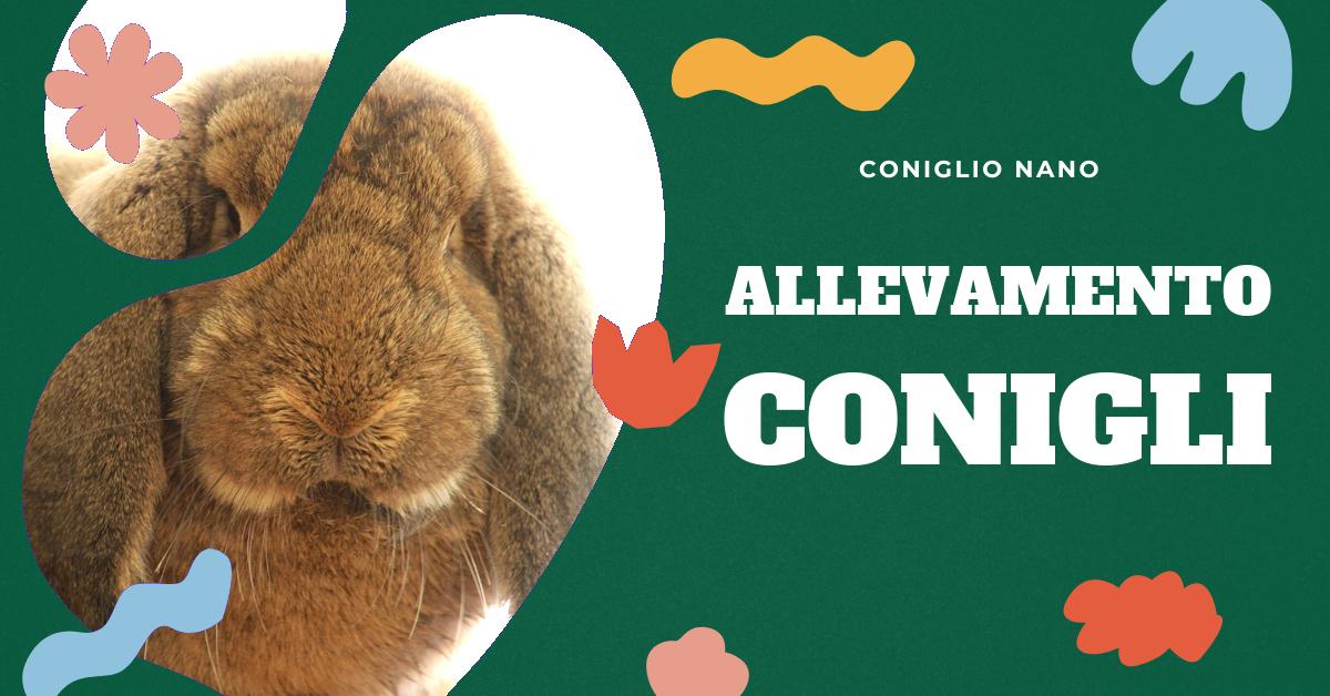 Scopri quanti conigli si possono allevare per uso familiare. Approfondisci l