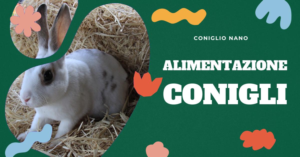 Scopri quali sono i migliori cibi per conigli, dai mangimi in pellet ai muesli. Trova consigli su come nutrire il tuo coniglio domestico, quali alimenti sono più salutari e dove acquistarli. Ottieni informazioni dettagliate sui requisiti alimentari specifici delle diverse razze di conigli.