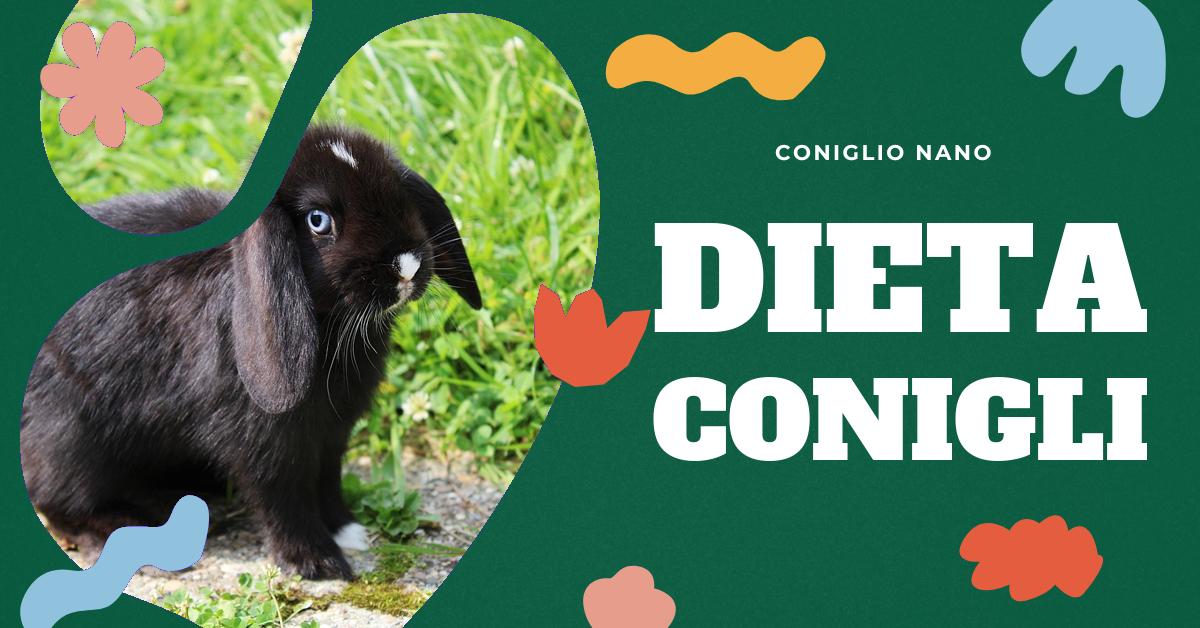 Scopri tutto sul cibo per conigli: dai cibi di qualità per conigli nani, al mangime in pellet, fino al muesli e al veggy. Trova le risposte alle tue domande sulla dieta più salutare e appropriata per il tuo amico peloso.