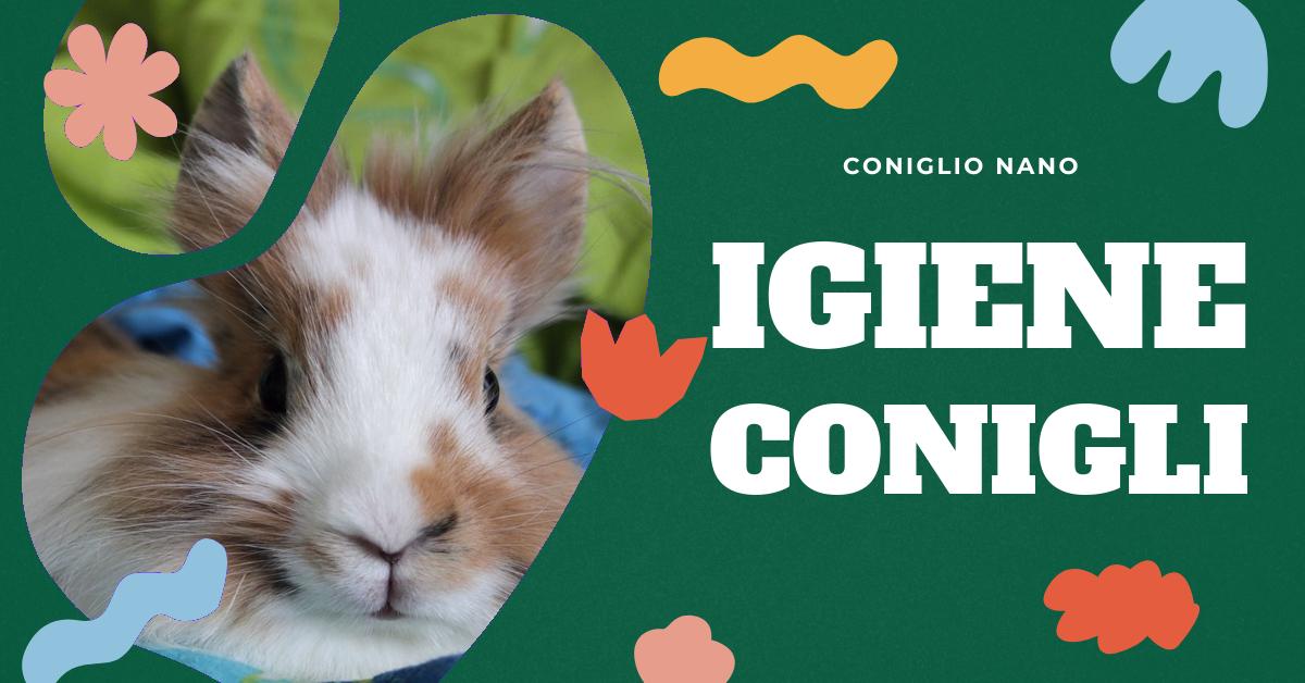 Scopri se la pipì del coniglio può portare malattie e come gestire l
