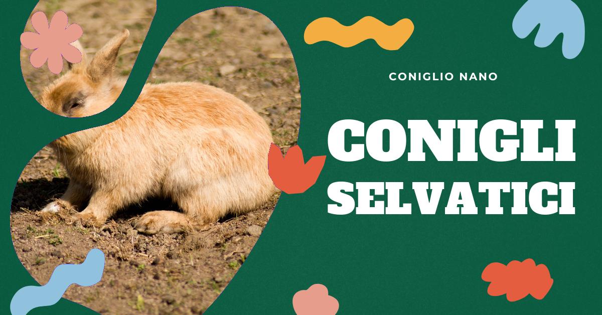 Scopri come vivono i conigli in natura, le loro esigenze, il loro comportamento in gabbia e la loro riproduzione. Ottieni preziose informazioni per prenderti cura al meglio del tuo coniglio domestico, comprendendo le sue necessità naturali e le relazioni uomo-coniglio.