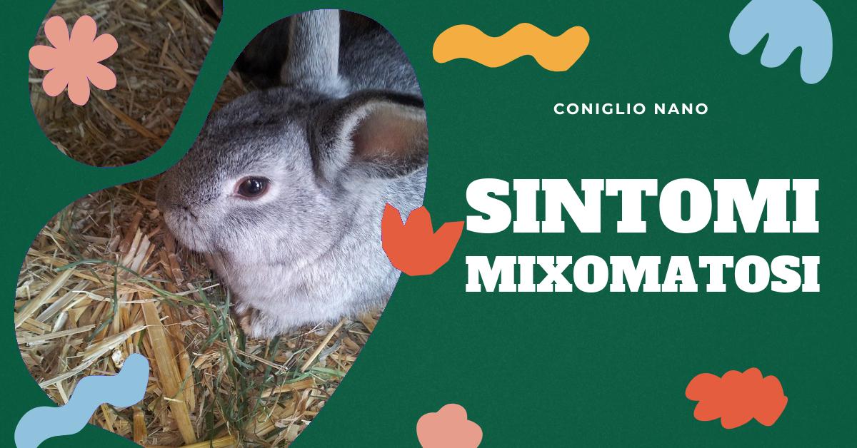 Scopri tutto sulla mixomatosi nei conigli: sintomi, trasmissione e prevenzione. Informazioni dettagliate per riconoscere i segni della malattia e proteggere il tuo amico a quattro zampe.