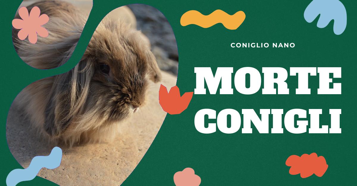Scopri le possibili cause della morte improvvisa di un coniglio, con particolare attenzione al fenomeno del coniglio morto con gli occhi aperti. Ottieni consigli su come prevenire tali situazioni, l
