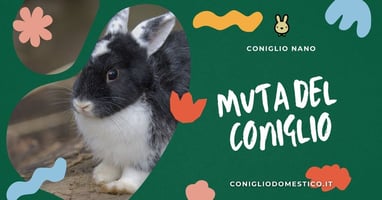 muta-del-coniglio