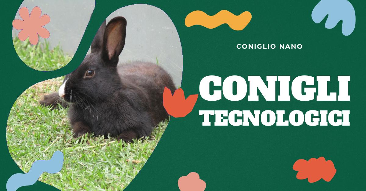 Scopri i migliori 5 accessori tecnologici per il tuo coniglio domestico. Dall